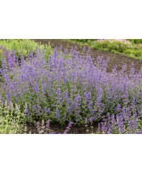 Kocimiętka 'Junior Walker' Nepeta