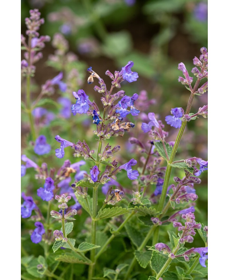Kocimiętka 'Kit Kat' Nepeta