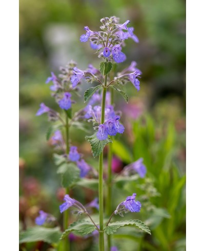 Kocimiętka 'Kit Kat' Nepeta
