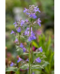Kocimiętka 'Kit Kat' Nepeta