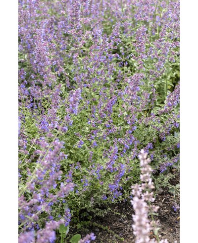 Kocimiętka 'Kit Kat' Nepeta