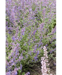 Kocimiętka 'Kit Kat' Nepeta