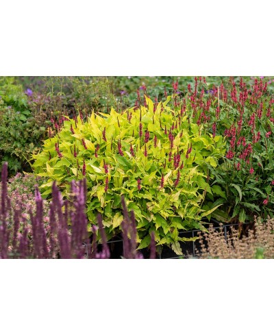 Rdest himalajski 'Golden Arrow' Persicaria amplexicaulis
