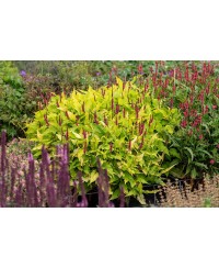 Rdest himalajski 'Golden Arrow' Persicaria amplexicaulis