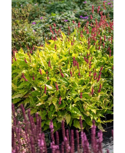 Rdest himalajski 'Golden Arrow' Persicaria amplexicaulis