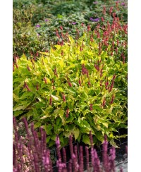 Rdest himalajski 'Golden Arrow' Persicaria amplexicaulis