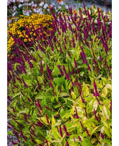 Rdest himalajski 'Golden Arrow' Persicaria amplexicaulis