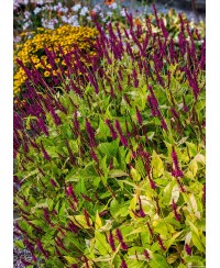 Rdest himalajski 'Golden Arrow' Persicaria amplexicaulis