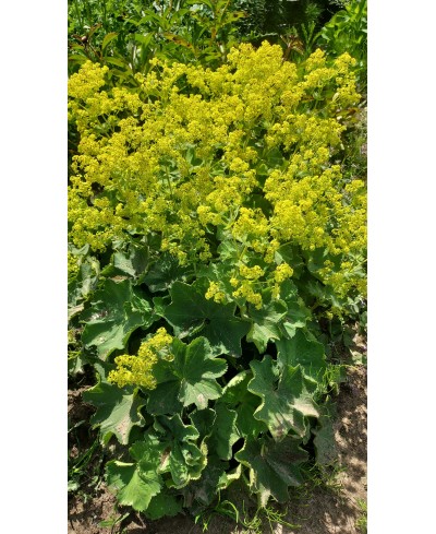 Przywrotnik ostroklapowy 'Senior' Alchemilla mollis