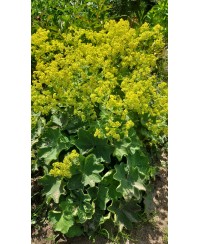 Przywrotnik ostroklapowy 'Senior' Alchemilla mollis