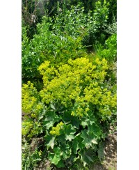 Przywrotnik ostroklapowy 'Senior' Alchemilla mollis