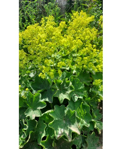 Przywrotnik ostroklapowy 'Senior' Alchemilla mollis