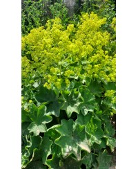 Przywrotnik ostroklapowy 'Senior' Alchemilla mollis