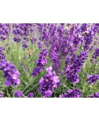 Lawenda 'Hidcote Blue' Lavandula angustifolia