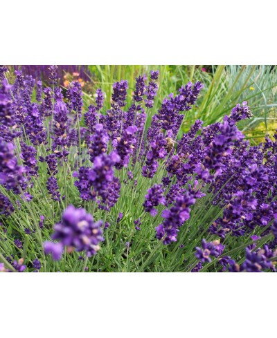 Lawenda 'Hidcote Blue' Lavandula angustifolia