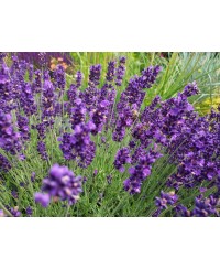 Lawenda 'Hidcote Blue' Lavandula angustifolia