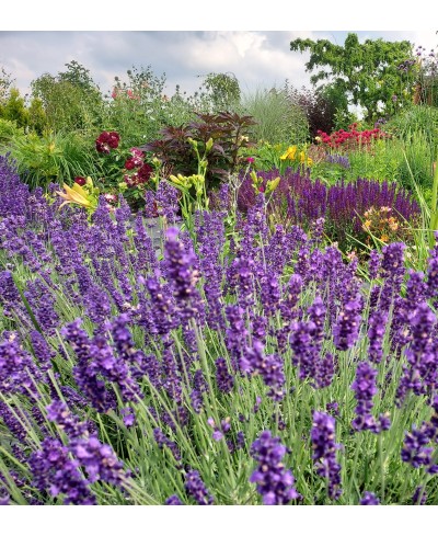 Lawenda 'Hidcote Blue' Lavandula angustifolia