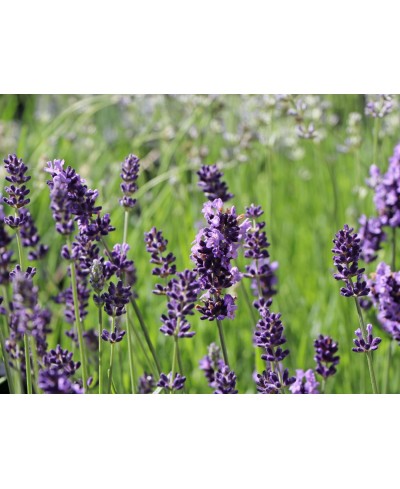 Lawenda wąskolistna 'Blue Scent' (Lavandula angustifolia)