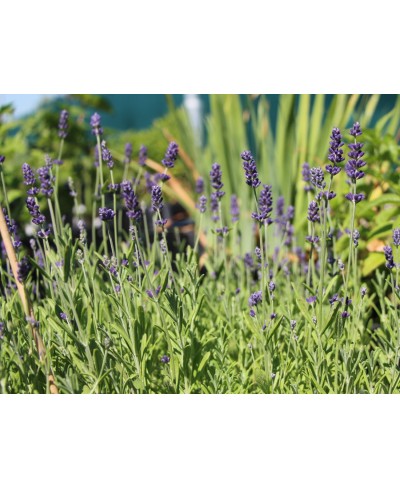 Lawenda 'Blue Scent' Lavandula angustifolia