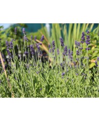Lawenda 'Blue Scent' Lavandula angustifolia