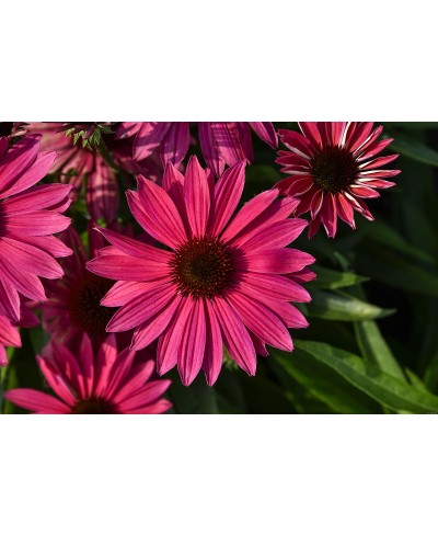 Jeżówka 'Pearl Magenta Imp.' Echinacea