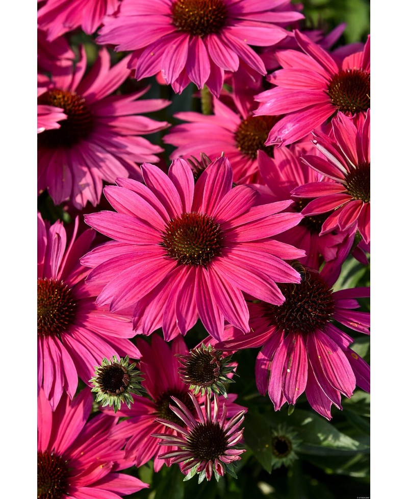 Jeżówka 'Pearl Magenta Imp.' Echinacea