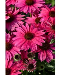 Jeżówka 'Pearl Magenta Imp.' Echinacea