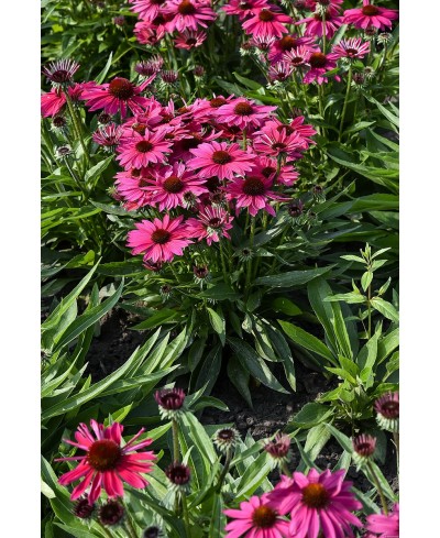 Jeżówka 'Pearl Magenta' – Intensywny Róż i Blask | Lavender-Byliny