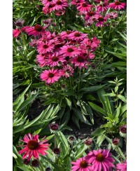 Jeżówka 'Pearl Magenta' – Intensywny Róż i Blask | Lavender-Byliny