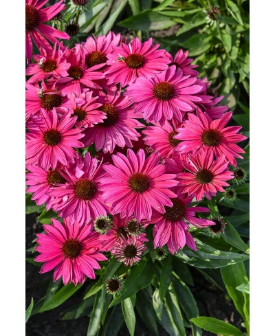 Jeżówka 'Pearl Magenta Imp.' Echinacea