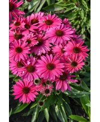 Jeżówka 'Pearl Magenta Imp.' Echinacea