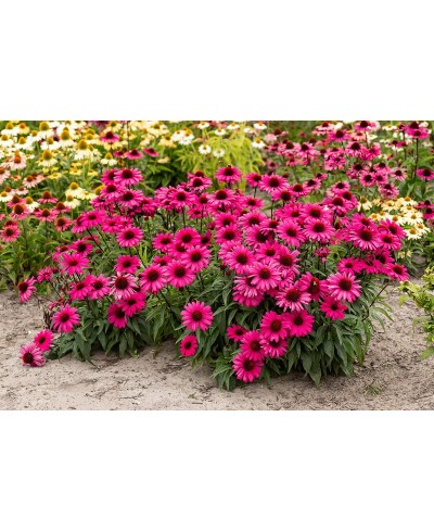 Jeżówka 'Sensation Wild Romance'  Echinacea