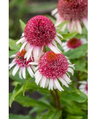 Jeżówka 'Strawberry and Cream' – Truskawki ze Śmietanką | Lavender-Byliny