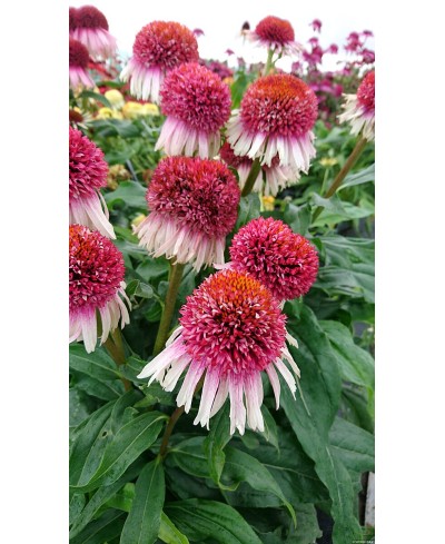 Jeżówka 'Strawberry and Cream' Echinacea