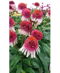 Jeżówka 'Strawberry and Cream' Echinacea