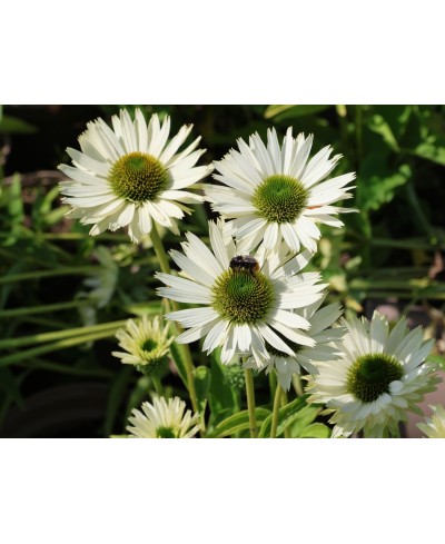 Jeżówka 'Virgin' Echinacea