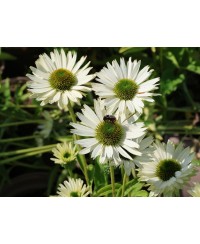 Jeżówka 'Virgin' Echinacea