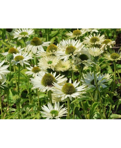 Jeżówka 'Virgin' – Śnieżnobiała Elegancja i Świeżość | Lavender-Byliny