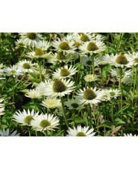 Jeżówka 'Virgin' Echinacea