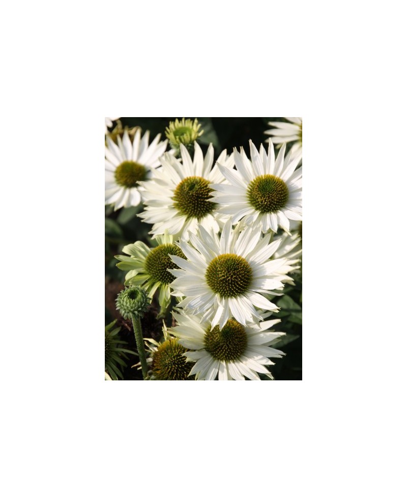 Jeżówka 'Virgin' Echinacea