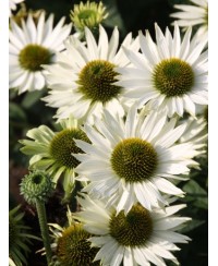Jeżówka 'Virgin' Echinacea