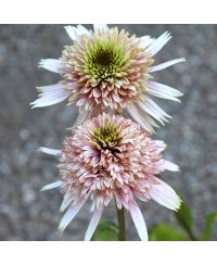 Jeżówka 'Cherry Fluff'  Echinacea