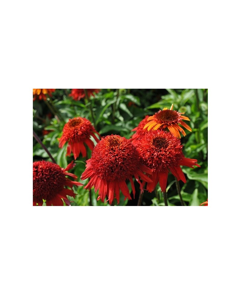 Jeżówka 'Sweet Chili' Echinacea