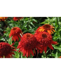 Jeżówka 'Sweet Chili' Echinacea