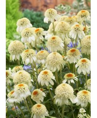 Jeżówka ‘Milkshake’ Echinacea