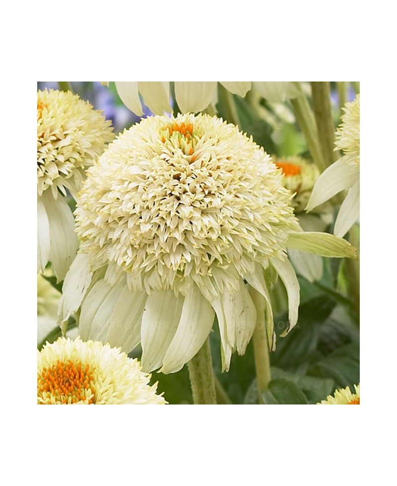 Jeżówka ‘Milkshake’ Echinacea