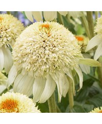 Jeżówka ‘Milkshake’ Echinacea