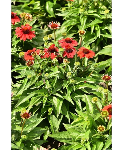 Jeżówka ‘Pearl Red Imp.’ Echinacea