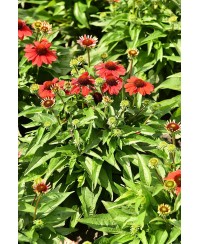 Jeżówka ‘Pearl Red Imp.’ Echinacea