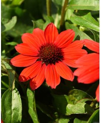 Jeżówka 'Pearl Red Imp.' – Krwista Czerwień w Twoim Ogrodzie | Lavender-Byliny